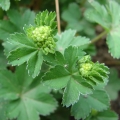 Pievine rasakila.jpg